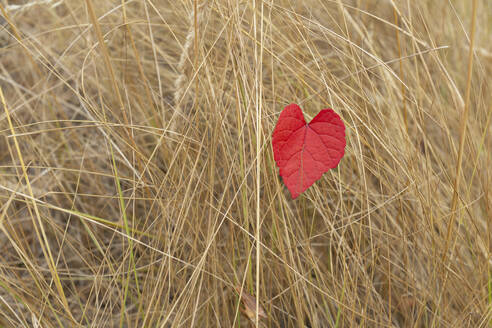 Red heart shape autumn leaf in tall dry grass - FSIF05603