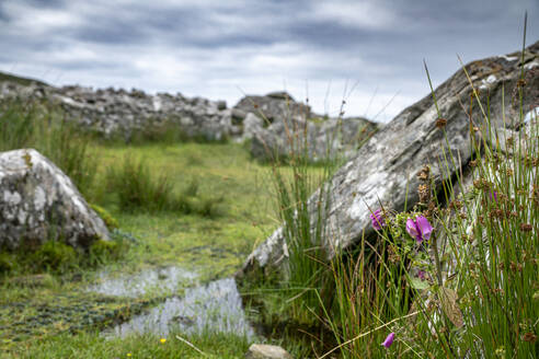 Republik Irland, Grafschaft Donegal, Gras wächst um das megalithische Cloghanmore-Grab - BIGF00086