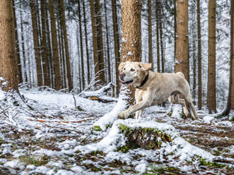 Labrador Retriever läuft im Winter im Wald - STSF02781