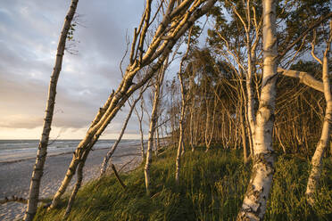 Deutschland, Darss, Weststrand Sandstrand mit Bäumen bei Sonnenuntergang - MYF02326