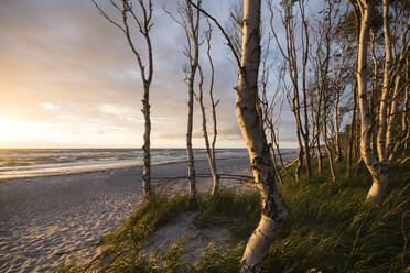 Deutschland, Darss, Weststrand Sandstrand mit Bäumen bei Sonnenuntergang - MYF02328