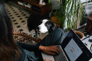 From above of crop blurred female freelancer working on laptop in room with adorable Border Collie dog relaxing on carpet - ADSF20367