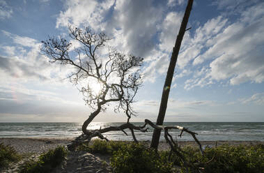 Germany, Darss, Weststrand sandy beach with trees at sunset - MYF02329