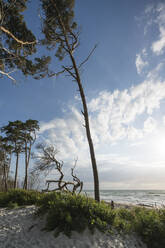 Germany, Darss, Weststrand sandy beach with trees at sunset - MYF02330