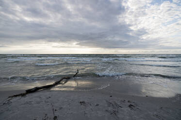 Deutschland, Darss, Weststrand Sandstrand mit Bäumen bei Sonnenuntergang - MYF02331