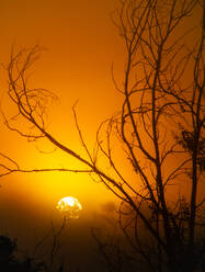 Sonnenuntergang Sonne scheint durch die Zweige eines Baumes in der Natur - ADSF20486