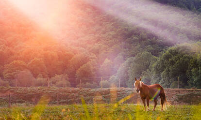 Seitenansicht eines Pferdes, das Gras frisst und auf einer üppigen Wiese im Hochland bei Sonnenaufgang weidet - ADSF20487