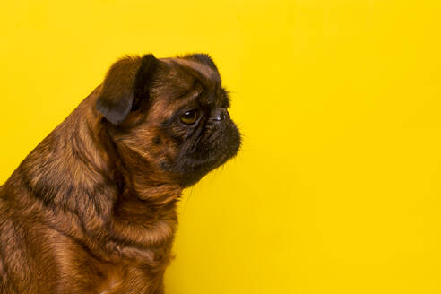 Brüsseler Griffon schaut weg, während er vor gelbem Hintergrund sitzt - RTBF01501