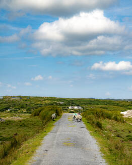 Sheep on road amidst field against sky - BIGF00088