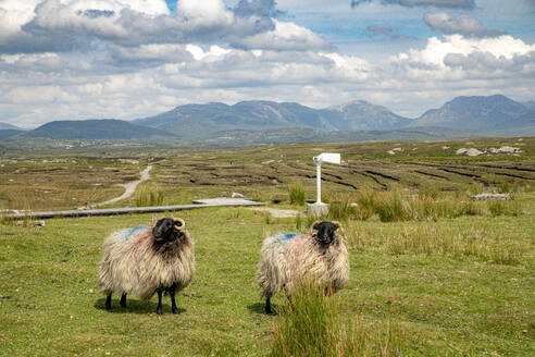 Sheep standing on field on sunny day against cloudy sky - BIGF00094