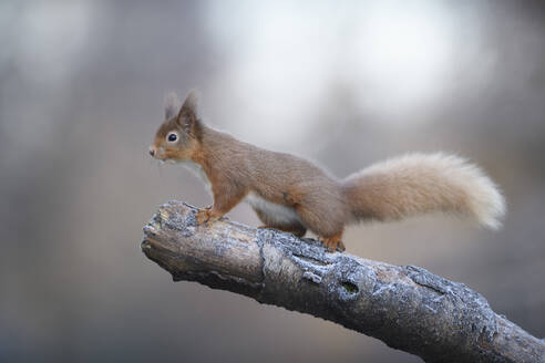 Rotes Eichhörnchen auf einem Ast sitzend, Schottland - MJOF01849