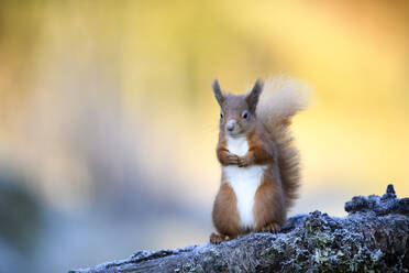 Niedliches rotes Eichhörnchen auf einem Ast sitzend, Schottland - MJOF01850