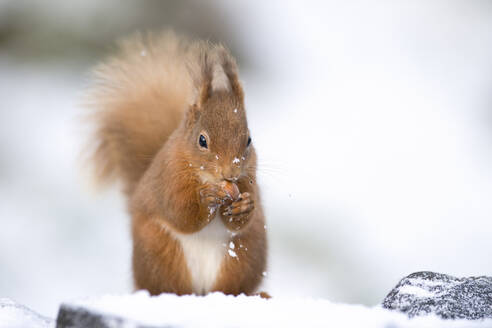 Rotes Eichhörnchen, das im Schnee sitzend eine Haselnuss frisst, Schottland - MJOF01851