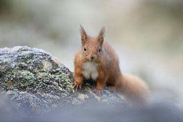 Niedliches rotes Eichhörnchen sitzt auf einem Baumstamm - MJOF01854