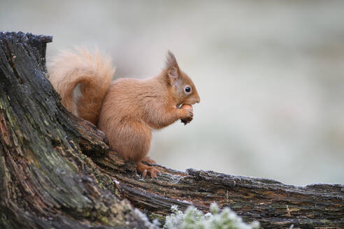 Rotes Eichhörnchen, das auf einem Ast sitzend eine Haselnuss frisst - MJOF01855