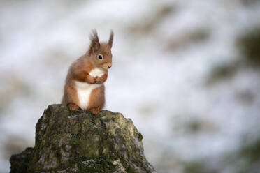 Niedliches rotes Eichhörnchen sitzt auf einem Ast - MJOF01857