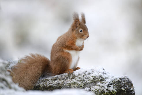 Rotes Eichhörnchen im Winter auf einem Ast sitzend - MJOF01858