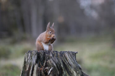 Cute red squirrel having food while sitting on branch - MJOF01860