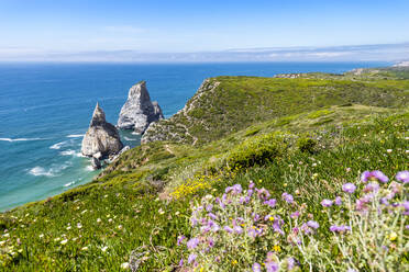 Sea with stack rocks with purple wildflowers in foreground - EGBF00649