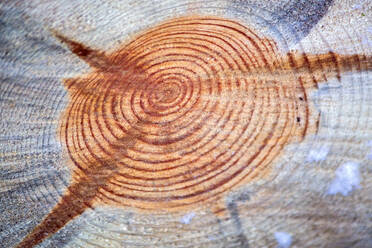 Close-up of tree rings - NDF01201