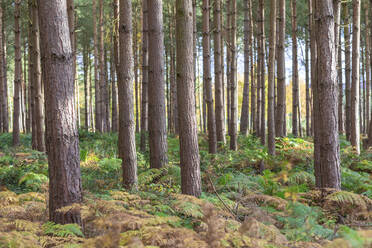 Bäume und Pflanzen im Wald von Cannock Chase, UK - WPEF03957