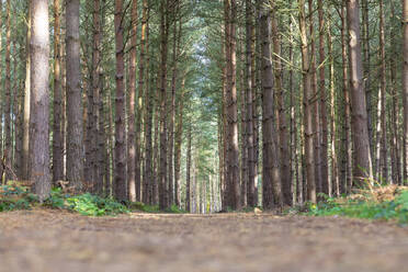 Oberflächenniveau einer unbefestigten Straße inmitten von Bäumen im Wald, Cannock Chase, UK - WPEF03958