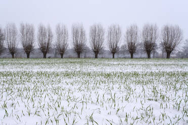 Schneebedecktes Feld im Winter mit Weidenbaum-Windschutz im Hintergrund - WIF04390