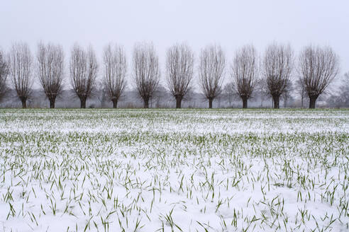 Snow-covered field in winter with willow tree windbreak in background - WIF04390