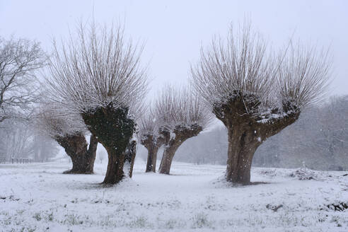 Pollarded willow trees in winter - WIF04391