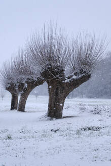 Pollarded willow trees in winter - WIF04392
