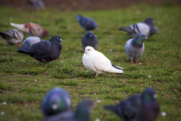 Porträt einer weißen Taube, die im Freien inmitten einer Herde steht - NDF01203