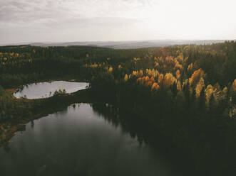 Drone Schuss von See inmitten von Kiefern gegen den Himmel im Wald bei Sonnenuntergang - PSIF00428