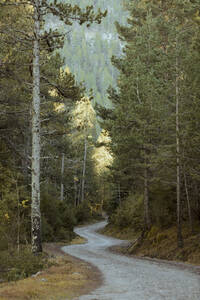 Spain, Pyrenees, Winding mountain road through forest - OCAF00618