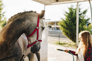 Young woman washing horse with water at farm - MRRF00835