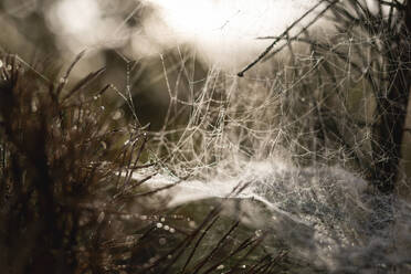 Close up of cobweb in dew - ASCF01554