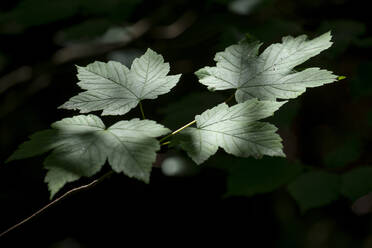 Frische grüne Ahornblätter auf einem Zweig im Park - HLF01247