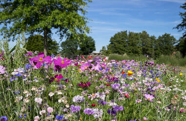 Blumen auf der Wiese - HLF01250