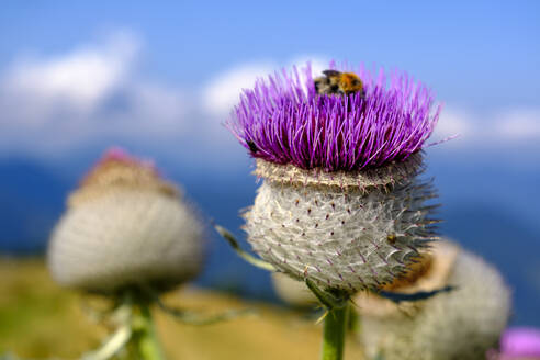 Stacheliger Kopf der Wolldistel (Cirsium eriophorum) - LBF03319