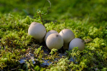 Strauß wachsender Gewöhnlicher Kugelblumen (Lycoperdon perlatum) - LBF03320