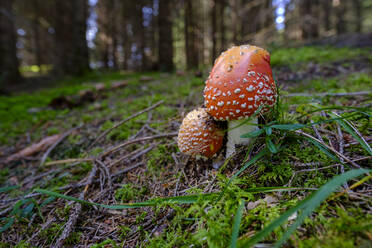 Fliegenpilze (Amanita muscaria) wachsen im Wald - LBF03321