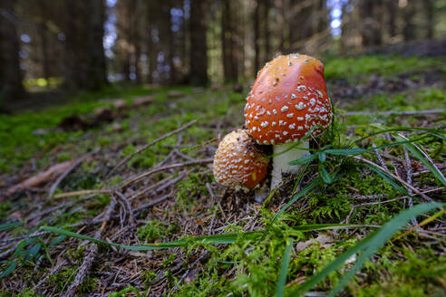 Fliegenpilze (Amanita muscaria) wachsen im Wald - LBF03321