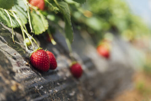 Frische reife Erdbeeren auf dem Bauernhof - JRVF00185