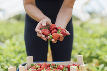 Female farm worker holding fresh strawberries at organic farm - JRVF00187