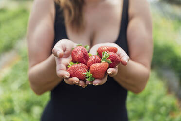 Bäuerin hält frische reife Erdbeeren in den Händen - JRVF00188