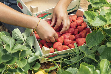 Hands of farmer placing fresh strawberries in wooden box on plant at farm - JRVF00190