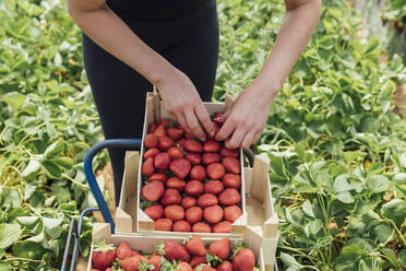 Landwirt ordnet Erdbeeren in einer Kiste auf dem Bauernhof an - JRVF00191