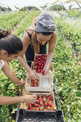 Bäuerinnen sortieren Erdbeeren in Kisten auf dem Bauernhof - JRVF00193