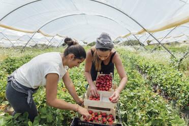Female farm workers arranging strawberries in box at farm - JRVF00194