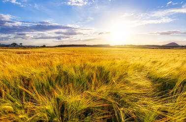 UK, Scotland, East Lothian, Field of barley (Hordeum vulgare) - SMAF01970