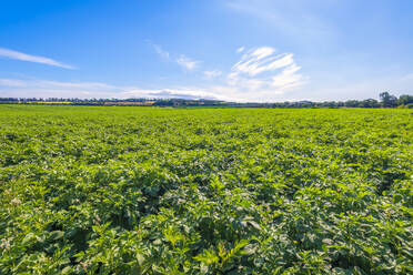 UK, Scotland, East Lothian, Field of potatoes (Solanum tuberosum) - SMAF01988